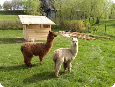 agrokucyk mini zoo w inwałdzie